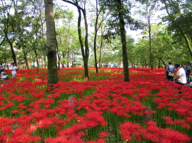 埼玉県日高市の「高麗川巾着田（こまがわきんちゃくだ）」は曼殊沙華の日本一の群生地です。<br />例年、お彼岸の頃に丁度見頃になるのですが、今年は一週間ほど遅く9月の下旬になってやっと満開を迎えました。<br />入場券の販売をしている方に伺ったところ、10月の頭までが見頃のピークというほんの一瞬の絶景です。<br />お天気と開花状況を睨み合わせ、なるべく早く訪れてみて下さい。<br /><br />ランチはすぐ近くのオーガニック＆ベジタリアン「阿里山カフェ」。<br />その後「日和田山」ハイキング　⇒「聖天院」⇒「高麗神社」⇒「高麗家住宅」と廻りましたが、先ずは「巾着田の曼殊沙華」までの記録です。