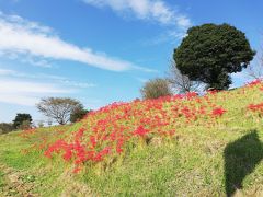 水戸で彼岸花