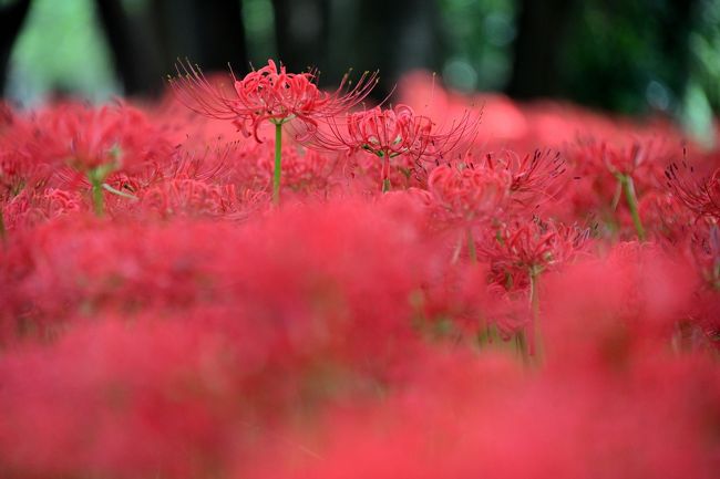 9月の月末の日曜日、ぷらっと日帰りで埼玉県日高市の巾着田へ。<br /><br />日本でも有数の曼珠沙華(彼岸花)の群生地である「巾着田」の「曼珠沙華公園」には、見頃になると500万本もの紅い花々が絨毯を敷き詰めたように咲き誇ります。<br /><br />例年だと秋分の日くらいに見頃を迎えるものの、公式HPの開花状況を確認していると、今年は開花が1周間ほど遅いよう。<br />9月26日より公園の入場が有料となり、いよいよ見頃となったと判断し、月末の日曜日に朝イチで訪れてみることに。<br /><br />さてさて、どのような紅色の絶景が待っているのでしょうか???<br /><br /><br />〔春夏秋冬・季節の花の旅〕<br />●2月/梅<br />・関東八州・季節の花の旅【弥生/梅】Part.1~3,000本の梅花が咲き乱れる名所「偕楽園」~<br /> https://4travel.jp/travelogue/11470273<br />●8月/ラベンダー<br />・夏の盛りに上州北部へ避暑の旅《Part.1》~5万株のラベンダーが彩る柴色の絶景・たんばらラベンダーパークへ~<br /> https://4travel.jp/travelogue/11524388