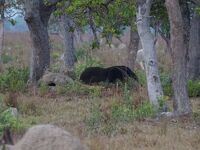 北パンタナール３カ所目のPiuval Lodgeは広大な敷地で動物、野鳥天国! 大アリクイ発見！Vol.1