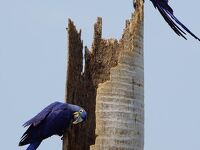 北パンタナール３カ所目のPiuval Lodgeは広大な敷地で動物、野鳥天国! ジャガーは？Vol.2