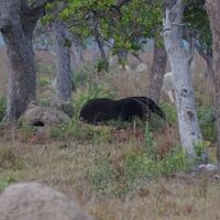 北パンタナール３カ所目のPiuval Lodgeは広大な敷地で動物、野鳥天国! 大アリクイ発見！Vol.1