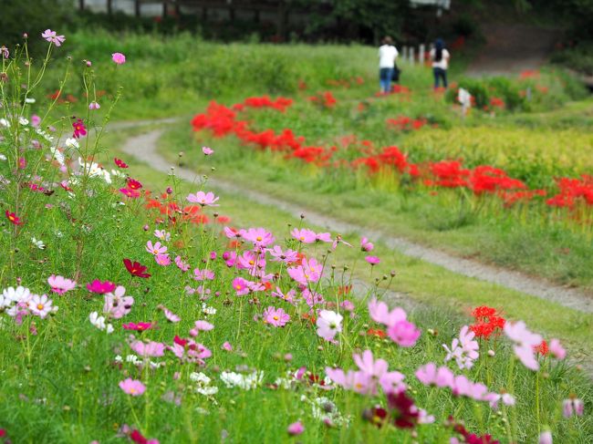 藤沢市、茅ヶ崎市、寒川町を流れる小出川沿い約3㎞(大黒橋~追出橋)<br />に渡り咲く彼岸花は神奈川県屈指の花の名所と言っていいはずなのにまだ<br />知名度が低い。関東で彼岸花の名所と言えば巾着田が圧倒的だけど真っ赤<br />な帯の続く小出川の彼岸花もいいですよ~♪<br />残念ながらこの日は顔をみせてくれませんでしたが空気が澄んだ日には<br />目の前に富士山ど~んの絶景なのです。<br />人が少なく穴場、穴場とPRし続けたにもかかわらずやっぱり穴場でした。