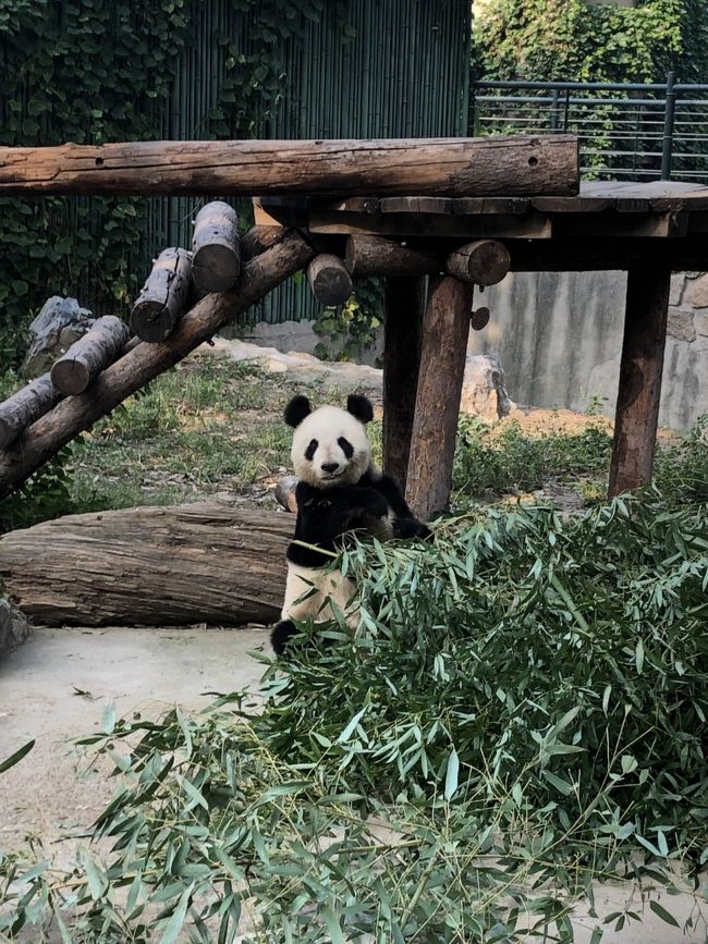 3泊4日 北京旅行 3日目～北京動物園でパンダと市内名所巡り～