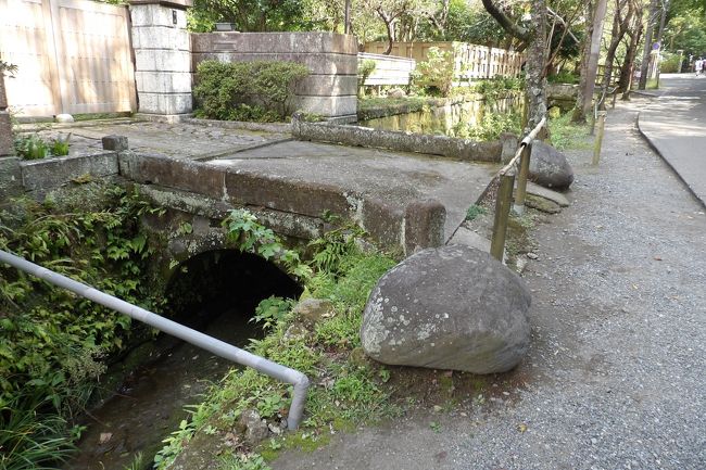 　北鎌倉にある明月院通りには相変わらず玉紫陽花が咲き誇っている。どれもが生えたままの状態であるのだが、ここ明月院通りでは1株だけ手入れされた玉紫陽花があり、綺麗に咲いている。カメラに収めたのだが、その画像は見当たらない。残念。<br />　このお宅では明月川の岸に積んだ石垣の石も鎌倉石であり、門の前のアーチ橋も鎌倉石である。民家に鎌倉石のアーチ形の石橋があるのも珍しいであろう。下流側の石垣の角に玉紫陽花が植えられており、その石垣の上の草をむしっているこの家の奥さんがいたので聞いてみると、昔は石屋だったので橋は構造的に崩れないアーチ橋になっているのだという。なるほど。<br />　玉紫陽花は元々夏から秋のこの時期に花を咲かせるのだという。しかし、一昨年はこの時期に咲いていたが、昨年はどうかを尋ねると記憶がなく、答えられない。しかし、このご婦人が言うように、おそらくはその年々の気候で開花が早いとか遅いとか、あるいは開花期間が長いとか短いとかなるのであろう。<br />　その石橋から広い畑の中に建つこのお宅が、門から向かって左側に平屋の日本家屋、右に洋館が建つ和洋折衷の民家のように見える。これも聞いてみると、右の建物は物置として建てたもので今も物置になっている。ただ、関東大震災（大正12年（1923年））で母屋が倒壊したが、この物置は倒壊せずに、母屋を建て替える際には居住したのだという。カトリック由比ガ浜教会前の和洋折衷のお宅（https://4travel.jp/travelogue/10896263）とは異なり和館が地震で倒壊し、物置は残ったのだ。すなわち、このお宅の物置が大震災前の建物なのだ。外観を遠くから見た印象と実際のことは余りにも違い過ぎている場合もあるものだ。<br />　ここで話していると、旧西明寺北園跡の一番奥に住んでおられるご主人（https://4travel.jp/travelogue/11549601）が豊島屋の紙袋を持って帰って来られた。若宮大路の本店まで往復するのには早すぎる気がした。実は最近になって鶴岡八幡宮駐車場横の休憩所内に豊島屋が出店するようになり、そこで鳩サブレーを買えることを翌日知ることになる。<br />　また、黒ぽい背広姿の紳士が明月院通りを下って来てこの家の奥さんに挨拶して行く。この紳士は斜向かいのレストラン 紫－ゆかり－のオーナーなのだという。「今お店が大変なことになっているのよ。」と言われて、この春に由比ガ浜通りの古民家に出店（https://4travel.jp/travelogue/11467551）して商売が上手くゆかずに大変なのかと真っ先に浮かんだ。私の早と散りで、商売のことではなく、先日の台風15号で裏山の木が倒木し、土砂が崩れて大変な状態なのだという。お暇してそちらに向かう。<br />（表紙写真は明月院通りの明月川に架かる鎌倉石のアーチ橋）<br />