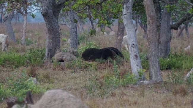 北パンタナール３カ所目のPiuval Lodgeは広大な敷地で動物、野鳥天国! 大アリクイ発見！Vol.1