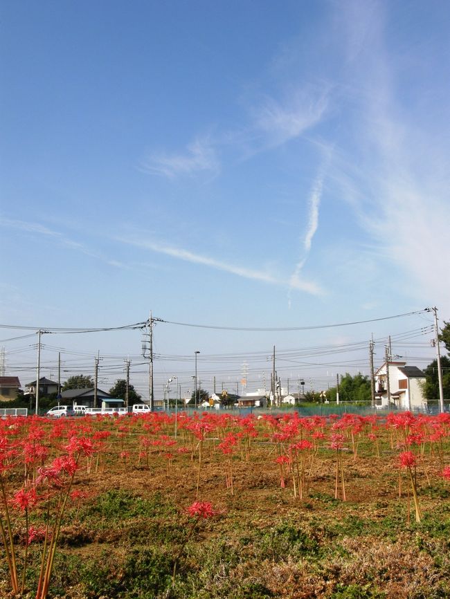 朝のウォーキングを終わり、庭木に散水しながら、我家の庭のヒガンバナが満開であることを確認して、思い出し、以前にも私設のシバザクラ園で紹介した知人の所が、ヒガンバナを植え、今、満開になったと聞いていたので、早速、今日、見させてもらえるか電話したら、即ＯＫの返事で行かれることになった。<br />場所は、久喜市内のＪＲ東北線の久喜駅から大宮方面に３から５分ていど向かった左側にあります。<br />今回は家内と２人で訪問し、観賞させてもらうことにした。<br />