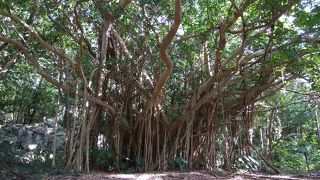 冬の沖縄④　本島北部編やんばる国立公園！　