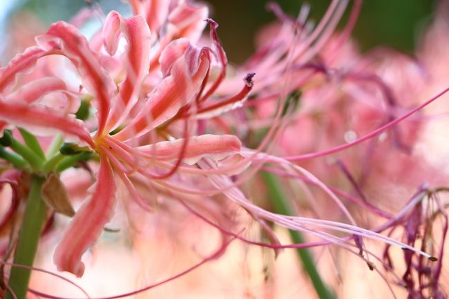 今年は残暑が厳しくて、彼岸花の開花が例年に比べて遅れているとの情報があった為、少しのんびりしてしまいましたが、10/2、横浜の西方寺に行ってきました。4色の彼岸花が見れて、しかも近いところとなると、やっぱりここ西方寺しかありません・・・<br />見頃のピークは過ぎていましたが何とかギリギリで、赤、ピンク、黄色、白の4色の彼岸花を見ることが出来ました。<br />つい先日テレビの天気予報で、西方寺の彼岸花が見頃になってると言ってたからでしょうか、見頃のピークは過ぎたとはいえ、今日も多くの人達が訪れていました。<br />