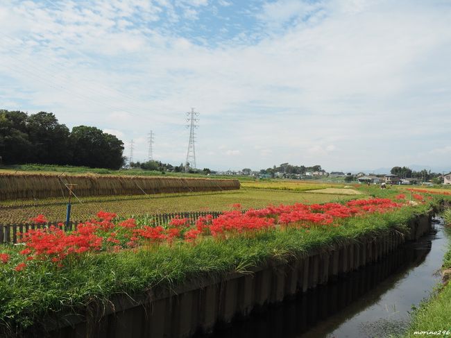 神奈川県の藤沢市・茅ヶ崎市・寒川町を流れる小出川沿いには、約3Kmにわたる彼岸花ロードが続きます。<br />今年は、厳しい暑さが続いた夏が終わっても気温が下がらないこともあり、彼岸花もなかなか咲き始めませんでしたが、9月も終わりに近づきやっと咲き始めました。<br />この日の天気予報は午後から雨とのことでしたが、見頃を迎えた彼岸花を見に出掛けたところ、天気予報は外れ、日差しもある暑い日となり、汗をかきながらの彼岸花ウォッチングとなりました。