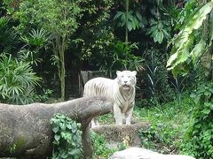 2019夏　★7歳＆0歳連れ★初めてのシンガポール⑤（7日目・8日目）ナショナルデー・動物園