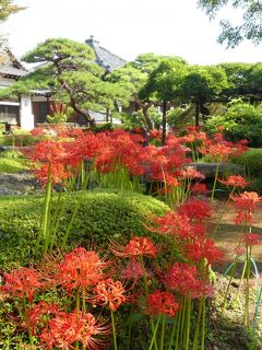 「常楽寺」の彼岸花_2019（4）_見頃が続いています（群馬県・太田市）