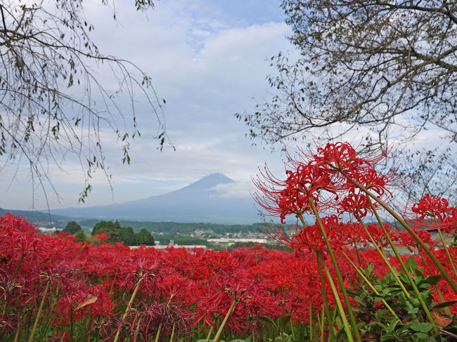 興徳寺で彼岸花を見て来ました。<br /><br />私の過去のブログで興徳寺の彼岸花と桜を撮ったものの最新版です。(どちらも少し前になりますが…。)<br />・興徳寺の彼岸花 2017.09.21<br />https://4travel.jp/travelogue/11285011<br /><br />・富士山と桜 2015.03.26 =4.興徳寺=<br />https://4travel.jp/travelogue/10995634<br /><br />★興徳寺のHPです。<br />https://kotokuji.jp/