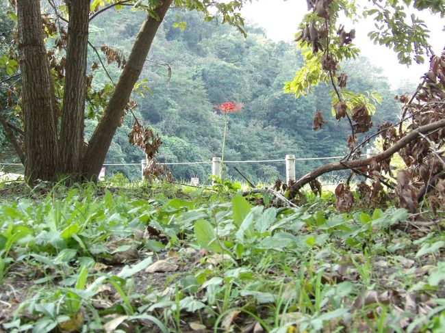 　鎌倉市二階堂にある永福寺跡の道路側の土手にも隣の鎌倉宮カントリーテニスクラブの彼岸花から派生して、ボチボチ彼岸花が見られる。これでは白花タンポポと同じだ。おそらくはこの谷戸では谷戸の下から紅葉谷の奥に向けて風が吹くことが多いのであろう。<br />（表紙写真は永福寺跡の彼岸花）