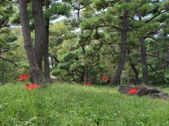 日比谷公園で曼珠沙華探し♪