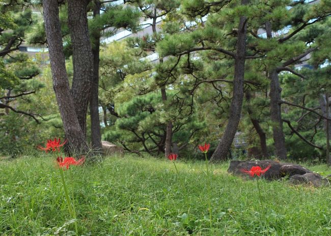日比谷公園は、幕末まで松平肥前守などの大名屋敷地で、明治時代には陸軍練兵場となっていたとか、今でも貴重な江戸時代の遺構が残っているようです。<br />明治36年に「都市の公園」として造成され、日本初の近代的な洋風公園として誕生、平成25年に開園110年を迎えました。<br />日比谷公園のある場所は江戸時代は大名の屋敷地で、江戸城に登城するためには現在の日比谷交差点にかかる位置にあった、見張り役人が警備する日比谷見附を通り抜けなければならなかったのだそうです。だからではないとは思いますが、現在の日比谷交差点の公園側には交番があります。<br />そんな日比谷公園の三笠山で以前曼珠沙華が群生していたのを思い出して、出掛けてみました。<br /> <br /> (2019.10.3 記)<br /><br />
