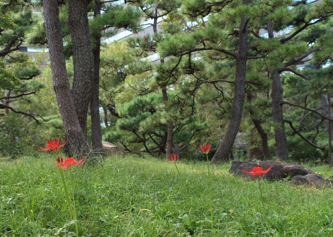 日比谷公園は、幕末まで松平肥前守などの大名屋敷地で、明治時代には陸軍練兵場となっていたとか、今でも貴重な江戸時代の遺構が残っているようです。<br />明治36年に「都市の公園」として造成され、日本初の近代的な洋風公園として誕生、平成25年に開園110年を迎えました。<br />日比谷公園のある場所は江戸時代は大名の屋敷地で、江戸城に登城するためには現在の日比谷交差点にかかる位置にあった、見張り役人が警備する日比谷見附を通り抜けなければならなかったのだそうです。だからではないとは思いますが、現在の日比谷交差点の公園側には交番があります。<br />そんな日比谷公園の三笠山で以前曼珠沙華が群生していたのを思い出して、出掛けてみました。<br />　　　　　　　　　　　　　　　　　　　　　　　<br />　　　　　　　　　　　　　　　　　　　（２０１９．１0．３　記）<br /><br />