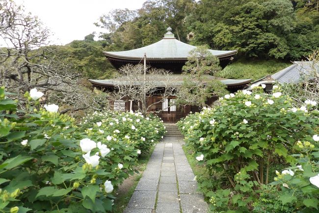 　鎌倉市二階堂の紅葉谷（ももじがやつ）にある瑞泉寺（https://4travel.jp/travelogue/10564255）は、嘉暦2年（1327年）に創建された。開山は夢窓疎石、開基は二階堂道蘊（貞藤）である。とりわけ、開山の夢窓疎石が作庭した庭園があることで知られている。また、庭園から十八曲を上った錦屏山山頂に眺望が利く徧界一覧亭（https://4travel.jp/travelogue/11550282）がある。建てられたのは瑞泉寺が創建された翌嘉暦3年（1328年）であるとされる。徧界一覧亭からの眺望を見ないで瑞泉寺庭園を語っても作庭した疎石の意図は示すことができないだろう。特に、徧界一覧亭からの富士山の眺望を見ることで鎌倉時代から鎌倉一の眺望であったことから疎石の作庭意図に触れることができるのであるが、現在は一般公開されていない。残念なことだ。<br />　瑞泉寺には茶室が3棟もあるようだ。ただし、境内からは南芳庵（https://4travel.jp/travelogue/11550272）しか見えないが。<br />　秋のこの時期も瑞泉寺境内は多くの花々が咲き（https://4travel.jp/travelogue/11550262）、「花の寺」である。勿論、男坂や女坂を上って山門を潜った先の境内でもそのことが実感できた。<br />（表紙写真は瑞泉寺本堂）<br /><br />