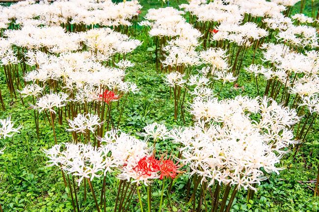 　福岡県築上町伝法寺に珍しい白い彼岸花の群生が見られます。