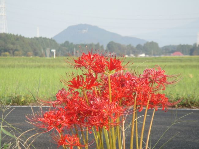 彼岸花、曼珠沙華（まんじゅしゃげ）の群生は見事で秋を感じさせる。<br />栃木県宇都宮市中岡本町の「ふるさと田園通り」、通称「彼岸花ロード」は距離約4Kmに渡り、彼岸花が咲き誇っている。<br />途中歯抜けもあるが、わき道にも咲いており素晴らしい光景である。<br />近くの「西下ｹ橋　谷川」地区にも、彼岸花が咲いている。<br />早朝、プチ散歩を楽しんだ。<br />今が見ごろ、宇都宮市の北側、通り掛かりに見学はどうだろうか？<br />子供が遊べる「グリーンパーク　白沢エリア」もある。<br />写真は、後ろの山は「羽黒山」標高458.2ｍ、羽黒山神社が鎮座する。<br />秋の日、色々探索・観光も良いかも！