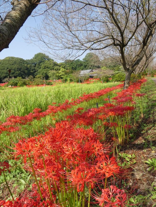 「つつじが岡第二公園」のヒガンバナ_2019（3）_見頃終盤ですが、まだ綺麗です（群馬県・館林市）