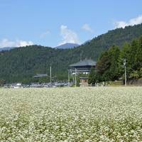 再び福井へ♪・・・秋の味覚・工芸品 ＆ そばの花畑を楽しむ旅①（準備＆丸岡城編）