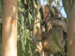 天王寺公園を歩く