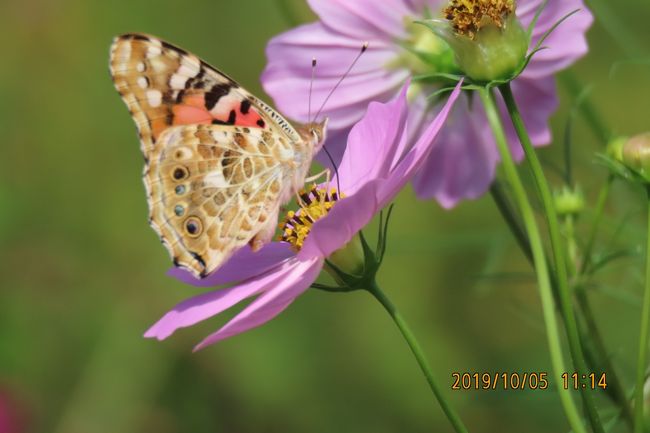 10月5日、快晴でしたが気温が31℃越えの暑い日でした。しかも、強い風が吹いていましたのでまともな蝶の観察はできませんでした。　蝶の飛翔行動は風をよけて背丈の高いキバナコスモスやコスモスの花にはあまりいませんでした。背丈の低いマリーゴールドの花にはヒメアカタテハ、ツマグロヒョウモン、モンキチョウが見られました。　森の中では風は弱くなっているためにキチョウ、イチモンジチョウ、ヒカゲチョウ、ツマグロヒョウモンの♀、ミドリヒョウモンなどが見られました。しその花にはウラナミシジミが見られました。<br /><br /><br />＊写真はコスモスの花に止まっているヒメアカタテハ