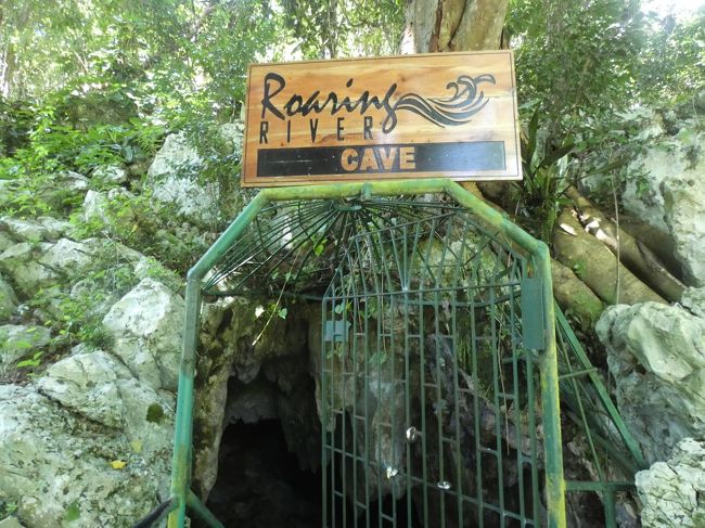 ウエストモアランド再び(後半)(Roaring River Cave, Westmoreland, Jmaica)