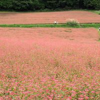 長野南部見どころ満喫の旅（千畳敷カール、木曽福島、赤そば畑）