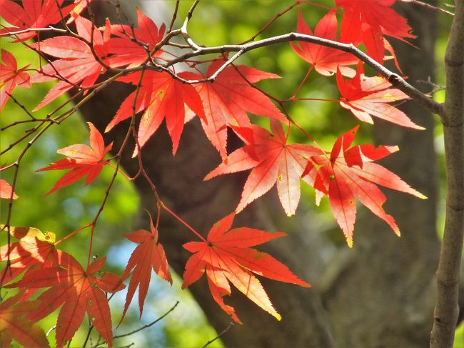 神戸市立森林植物園は六甲山系の一角の１４２．６ヘクタールに広がる広大な植物園。<br />市街地に比べると少し高原にあるため、暑かった夏もここではすでに秋の気配がした。<br />モミジの一部が紅葉し、オニグルミやアレチヌスビトハギなどが実を付けて秋本番！