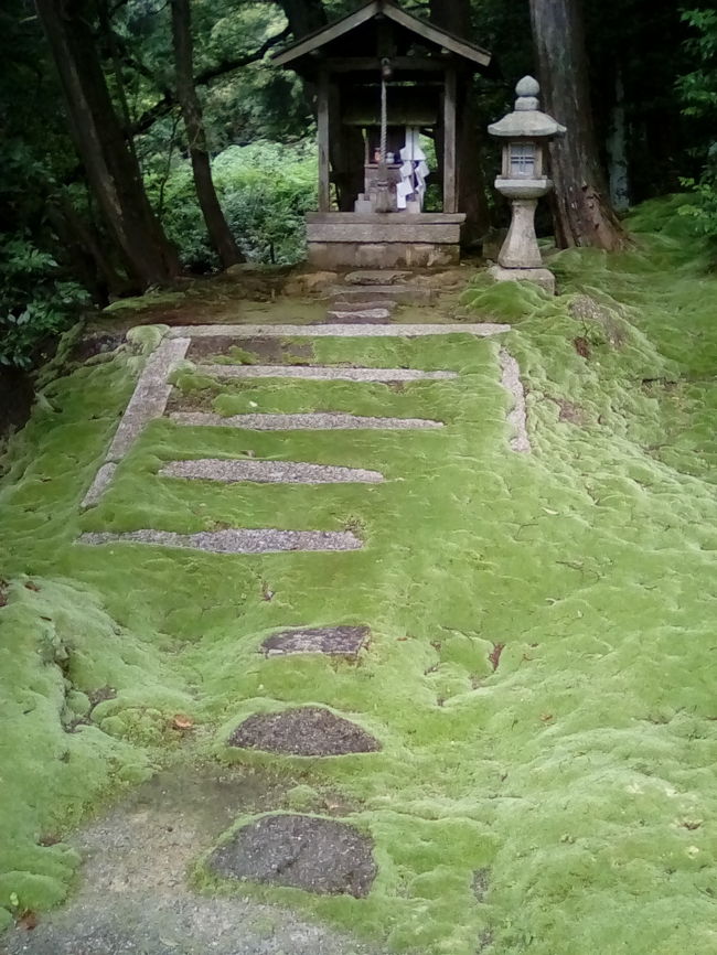 びわ湖の西岸に、苔が美しい神社があると聞いて行ってみました。