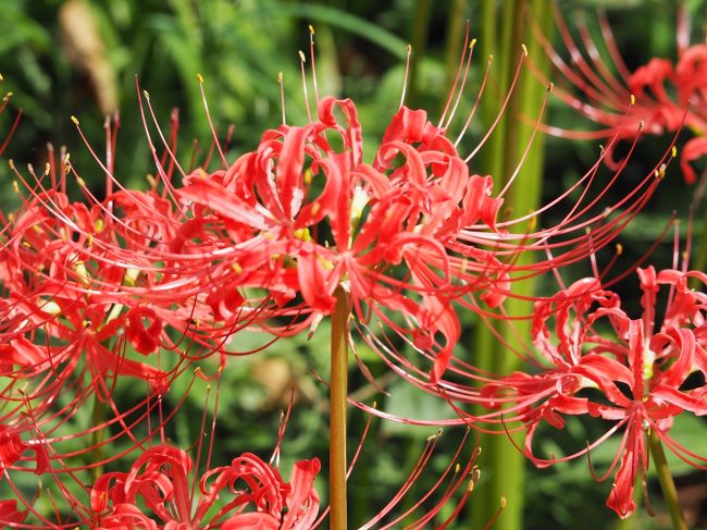 ハイキングと巾着田曼珠沙華公園