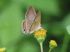 森のさんぽ道で見られた蝶(58)コセンダングサの花に集まる蝶たち