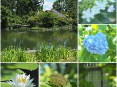 6月半ば☆あさっての天気予報は…晴れ？ならば京都に行っちゃおう♪〈３〉光の中の紫陽花