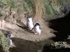 オタゴ半島 ブルーペンギンツアー&#128039;