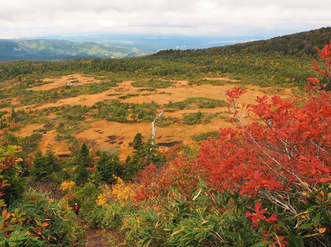 紅葉登山旅行第2弾は八甲田山と酸ヶ湯温泉。2008年秋に八甲田山には訪れていますが、ロープウェイで上がり田茂萢岳からパラダイスラインで毛無岱、酸ヶ湯温泉へ下山。(しかもスニーカーで!)なので八甲田山には行ったが、登っていないという中途半端な状態。今回は登山口から八甲田山(大岳)に登り、紅葉を楽しもうと計画。宿は酸ヶ湯温泉。天候予備を含めて3連泊しました。しかし今回は天気運がなく、台風18号(から変わった温帯低気圧)が直撃。旅程をどう組み替えるか非常に悩まされましたが、青森市内や奥入瀬渓流など行きたいところは全て周り、ゆっくり温泉にも浸かり充実した旅となりました。<br /><br />その3。大岳登山・毛無岱の絶景と色鮮やかな紅葉編。天候が不安定な中、八甲田登山に選んだのは最終日。酸ヶ湯温泉の朝食弁当を5時半に受け取り出発。午前中は曇り予報でしたが、中腹からは霧雨模様。大岳に登頂するもガスで全く眺望はなく、即下山。大岳鞍部避難小屋で朝食弁当を頂いた後は上毛無岱の木道を歩き、黄金色の草紅葉を堪能。そして下毛無岱には絶景と素晴らしい紅葉が待っていました。