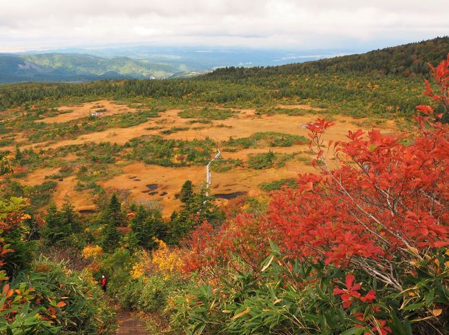 紅葉登山旅行第2弾は八甲田山と酸ヶ湯温泉。2008年秋に八甲田山には訪れていますが、ロープウェイで上がり田茂萢岳からパラダイスラインで毛無岱、酸ヶ湯温泉へ下山。（しかもスニーカーで！）なので八甲田山には行ったが、登っていないという中途半端な状態。今回は登山口から八甲田山（大岳）に登り、紅葉を楽しもうと計画。宿は酸ヶ湯温泉。天候予備を含めて3連泊しました。しかし今回は天気運がなく、台風18号（から変わった温帯低気圧）が直撃。旅程をどう組み替えるか非常に悩まされましたが、青森市内や奥入瀬渓流など行きたいところは全て周り、ゆっくり温泉にも浸かり充実した旅となりました。<br /><br />その3。大岳登山・毛無岱の絶景と色鮮やかな紅葉編。天候が不安定な中、八甲田登山に選んだのは最終日。酸ヶ湯温泉の朝食弁当を5時半に受け取り出発。午前中は曇り予報でしたが、中腹からは霧雨模様。大岳に登頂するもガスで全く眺望はなく、即下山。大岳鞍部避難小屋で朝食弁当を頂いた後は上毛無岱の木道を歩き、黄金色の草紅葉を堪能。そして下毛無岱には絶景と素晴らしい紅葉が待っていました。