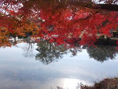 近水園の紅葉