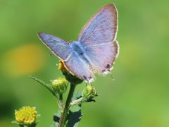 森のさんぽ道で見られた蝶(59)コセンダングサの花に止まる蝶その②