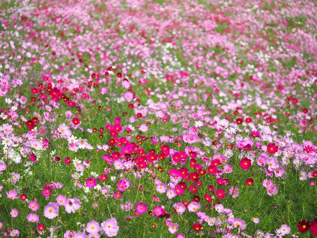 台風が来る前に急げ急げ!!<br /><br /><br />■国営昭和記念公園<br />http://www.showakinen-koen.jp/<br /><br />コスモスまつり 開催中~10月27日まで