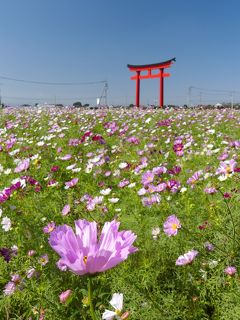 「小泉町」のコスモス_2019_咲き始めました。２割くらい咲いています。（群馬県・伊勢崎市）