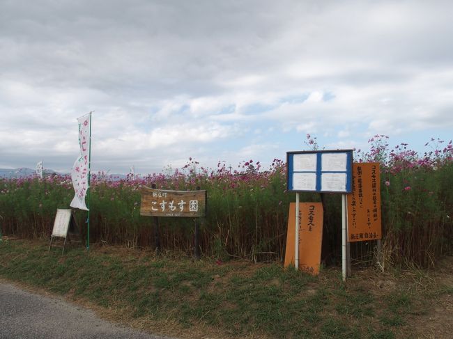 滋賀県のコスモスはどこかないかなと探したら、滋賀の観光のホームページに新庄コスモス園が載っていました<br />背の高いコスモスで、第1こすもす園にピンクや白のコスモスセンセーション、第2こすもす園にキバナコスモスが植えられていました<br />とてもきれいに咲いており見頃でした<br /><br /><br />守山市新庄町コスモス園<br />新庄町自治会が、休耕田を利用して栽培しているコスモス畑です。約2,500㎡に約25万本のコスモスが植えられています。<br />見頃は10月頃です。<br />詳細情報<br />所在地滋賀県守山市新庄町地先<br />お問い合わせ守山市観光物産協会<br />077-582-1266<br />(守山市観光物産協会ＨＰより)