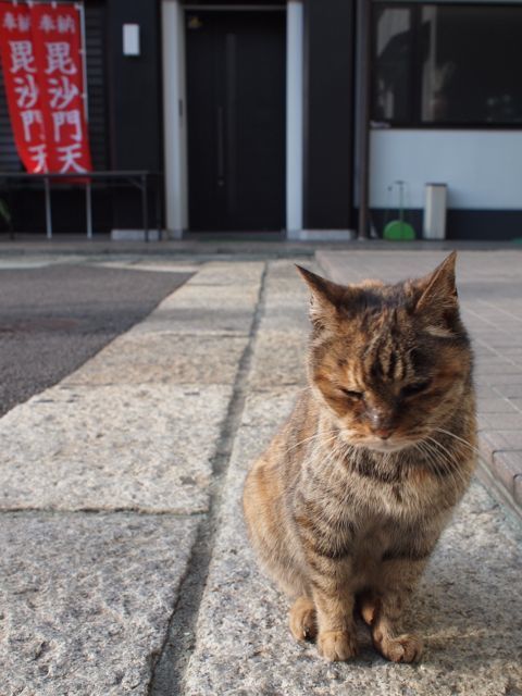 七福神巡りを軽い趣味としています。<br />今回は比較的新しい雑司ヶ谷七福神、<br />こちらは通年開催です。<br /><br /><br />また、この日は七福神めぐりの前に<br />川崎大師へ初詣に行っており<br />そちらの画像も少しあります。