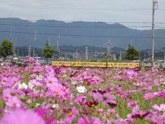 5分咲きのコスモスを台風が来る前に見て来ました。三岐鉄道の電車も撮れました(´▽｀*)