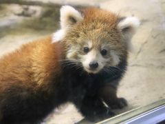 10月の多摩動物公園の赤ちゃん詣～レッサーパンダの双子とコアラのニーナちゃんの赤ちゃんとターキンのハマくんとアムールトラのショーヘイくん他