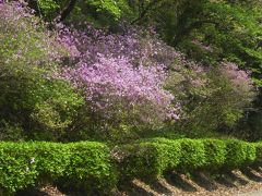 2019年4月　山口県・山陽小野田市　江汐公園つつじまつり　