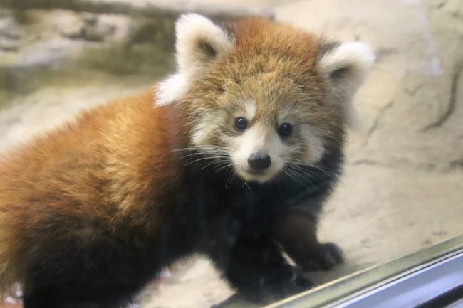 10月の多摩動物公園の赤ちゃん詣 レッサーパンダの双子とコアラのニーナちゃんの赤ちゃんとターキンのハマくんとアムールトラのショーヘイくん他 東京の旅行記 ブログ By まみさん フォートラベル