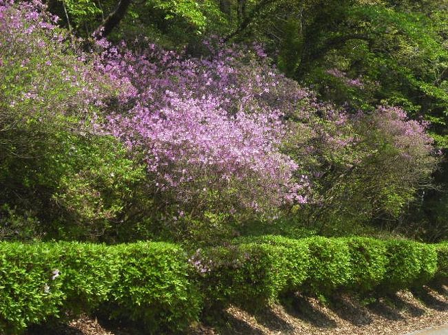 　江汐公園でつつじ祭りがあったので行ってきました。<br />去年初めてつつじまつりに行きました。<br />それで、今年も同じような写真になりましたが、今回は去年と違って写真の枚数が少なかったです。<br />　2回目になるとそんなものかな？<br /><br />　ミツバツツジと八重桜とクルメツツジが綺麗でした。