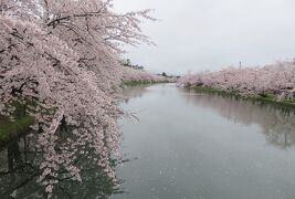 2018春、東北北部の名城(12/28)：4月25日(7)：弘前城(4)：西濠、桜のトンネル、埋門